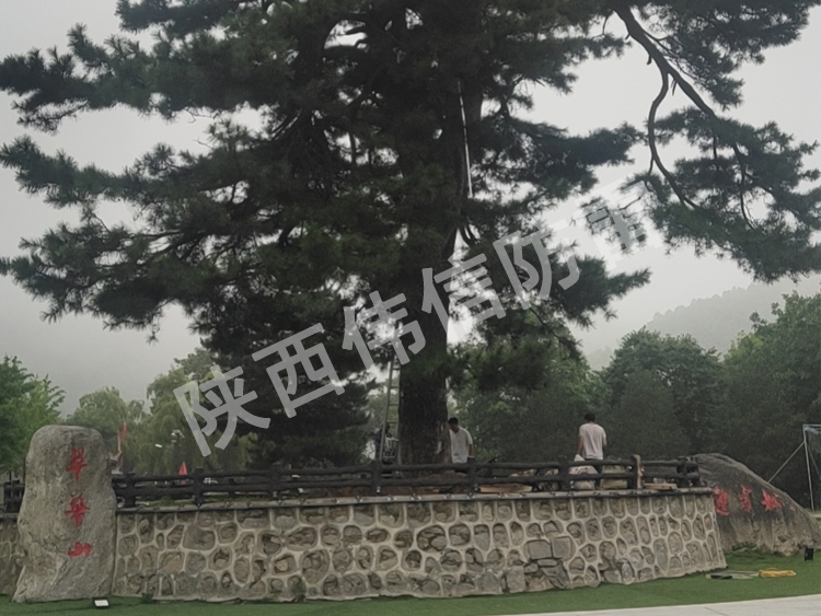 西安翠华山(shān)景區(qū)古树避雷针安装现场4